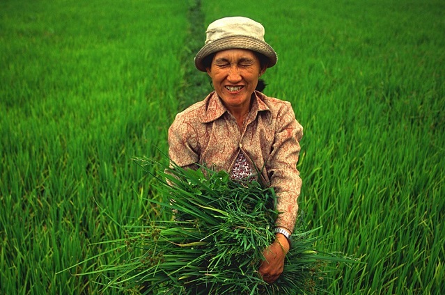 טיול לוייטנאם, שדה אורז בהוי אן
