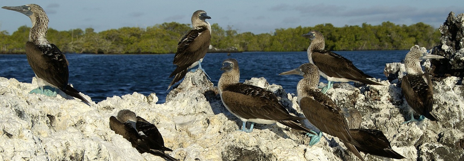 By putneymark - originally posted to Flickr as penguin boobies Isabela Elizabeth Bay, CC BY-SA 2.0, https://commons.wikimedia.org/w/index.php?curid=3877088