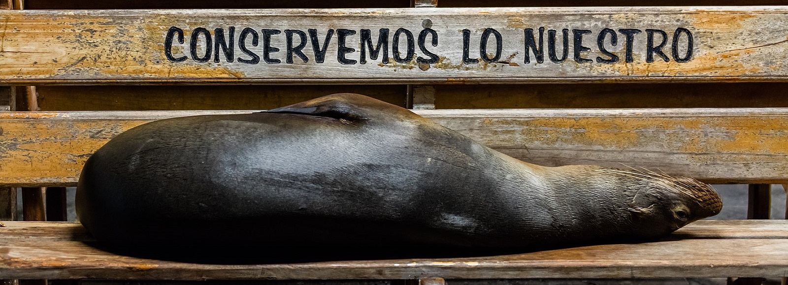 By Diego Delso, CC BY-SA 4.0, https://commons.wikimedia.org/w/index.php?curid=42475078