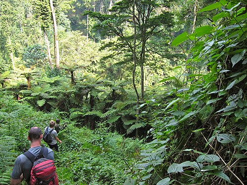 Bwindi Impenetrable National Park, טיול לאוגנדה